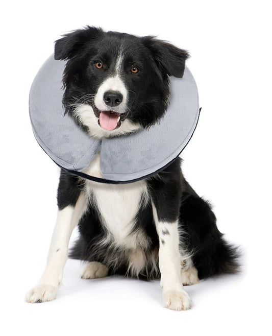 a dog with a cone around its neck
