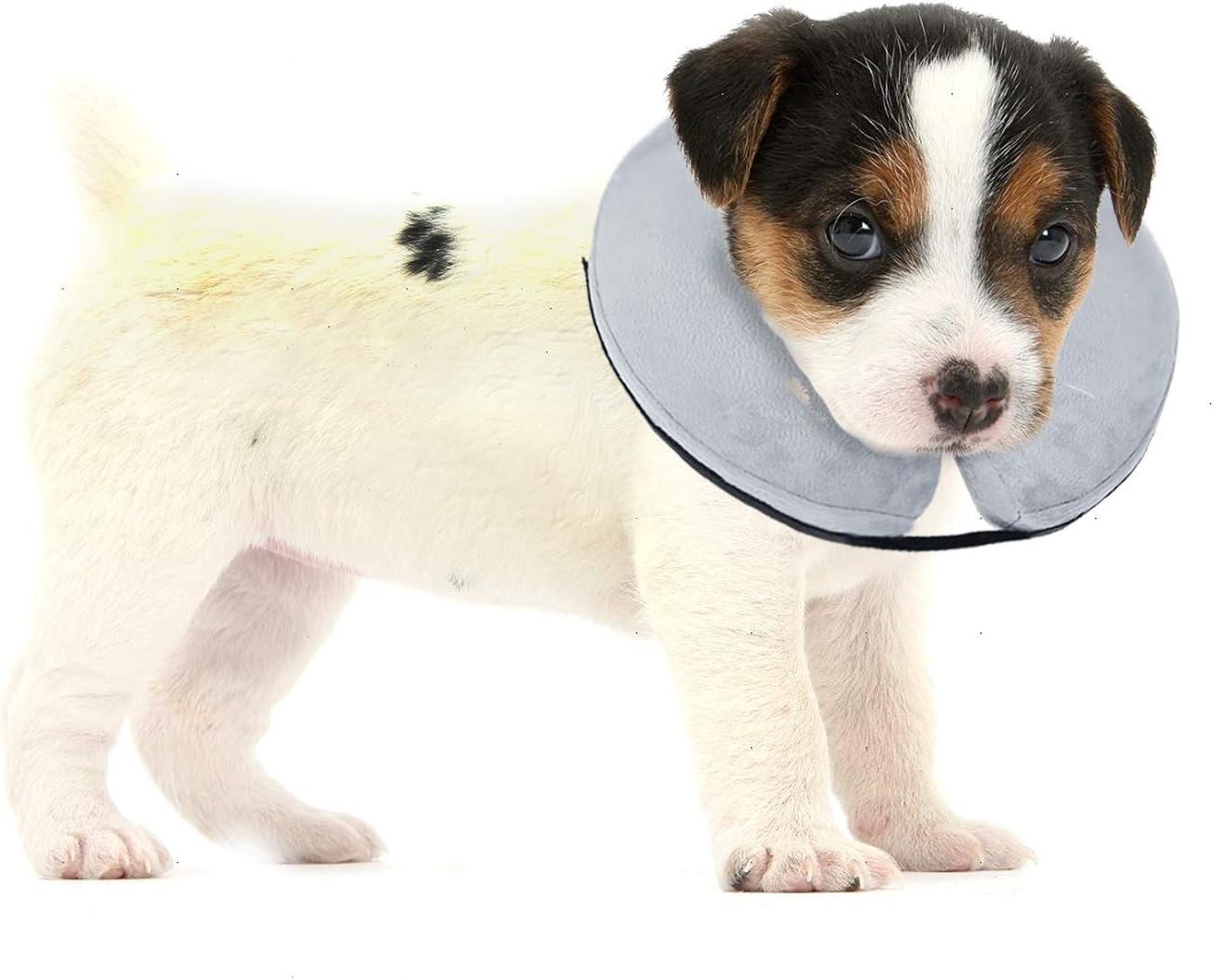 a dog with a cone around its neck