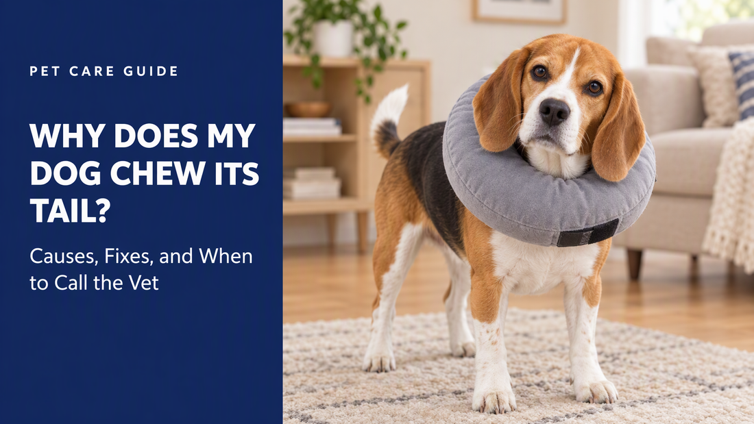BENCMATE blog header — How to Stop a Dog From Chewing the Base of Its Tail — beagle with Medium recovery collar