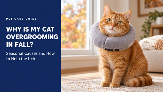 BENCMATE blog header — Why Is My Cat Overgrooming More in Fall? — orange tabby cat with Small/Medium recovery collar