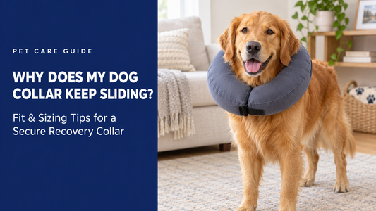 BENCMATE blog header — Why Does My Dog's Recovery Collar Keep Sliding Down? — golden retriever with Medium/Large recovery collar