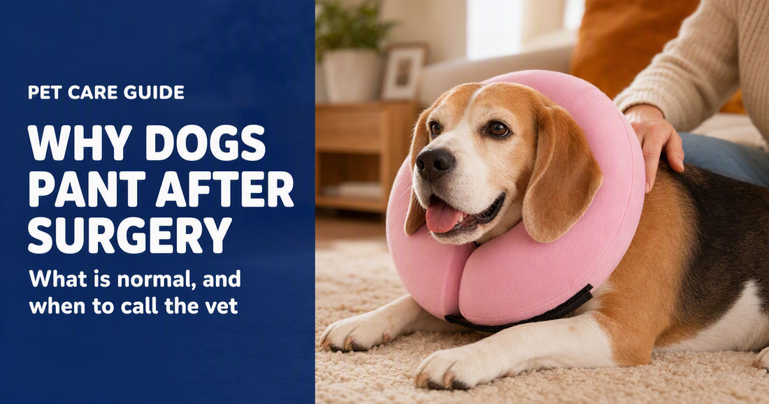 BENCMATE blog header — Why Is My Dog Panting After Surgery — dog with BENCMATE inflatable recovery collar