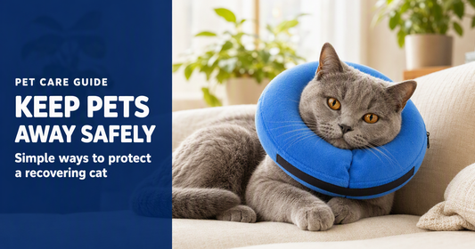 BENCMATE blog header — Keeping Other Pets Away From a Recovering Cat — cat with BENCMATE recovery collar