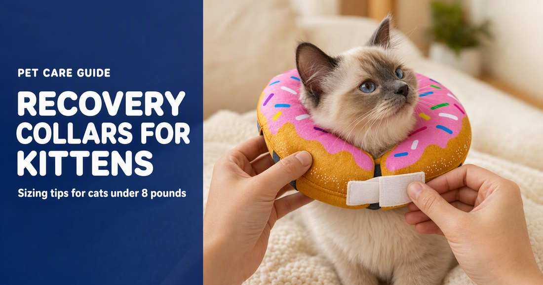 BENCMATE blog header — Kitten Recovery Collar Sizing Guide — kitten with BENCMATE recovery collar