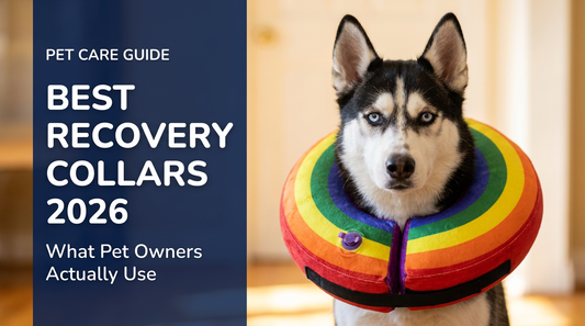 BENCMATE blog header — Best Dog Recovery Collar Options in 2026 — dog with Rainbow recovery collar