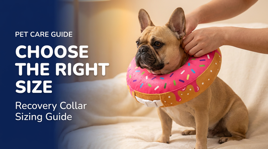 BENCMATE blog header — How to Choose the Right Size Dog Recovery Collar — Beagle with Strawberry Donut recovery collar