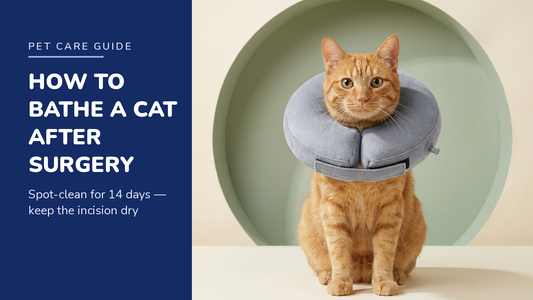 BENCMATE blog header — How to Bathe a Cat After Surgery — ginger tabby cat with Grey recovery collar