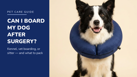 BENCMATE blog header — Can I Board My Dog After Surgery — Border Collie with Navy Blue recovery collar