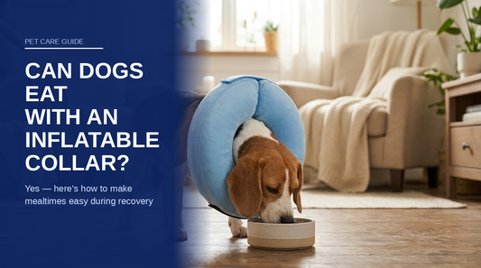 BENCMATE blog header — Can Dogs Eat With an Inflatable Collar — Beagle eating with Blue recovery collar
