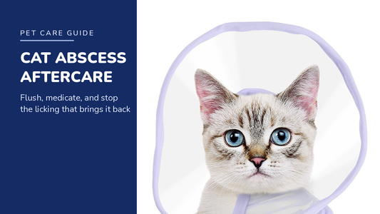 BENCMATE blog header — Cat Abscess Aftercare — tabby cat with Purple recovery collar