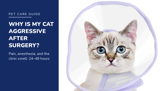BENCMATE blog header — Why Is My Cat Aggressive After Surgery — tabby cat with Purple recovery collar