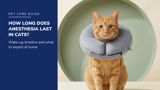 BENCMATE blog header — How long anesthesia lasts in cats — Ginger tabby with Grey recovery collar