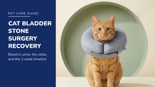 BENCMATE blog header — Cat Bladder Stone Surgery Recovery — ginger tabby cat with Grey recovery collar