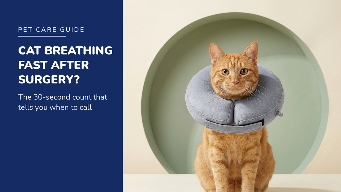 BENCMATE blog header — Cat Breathing Fast After Surgery — ginger tabby with Grey recovery collar