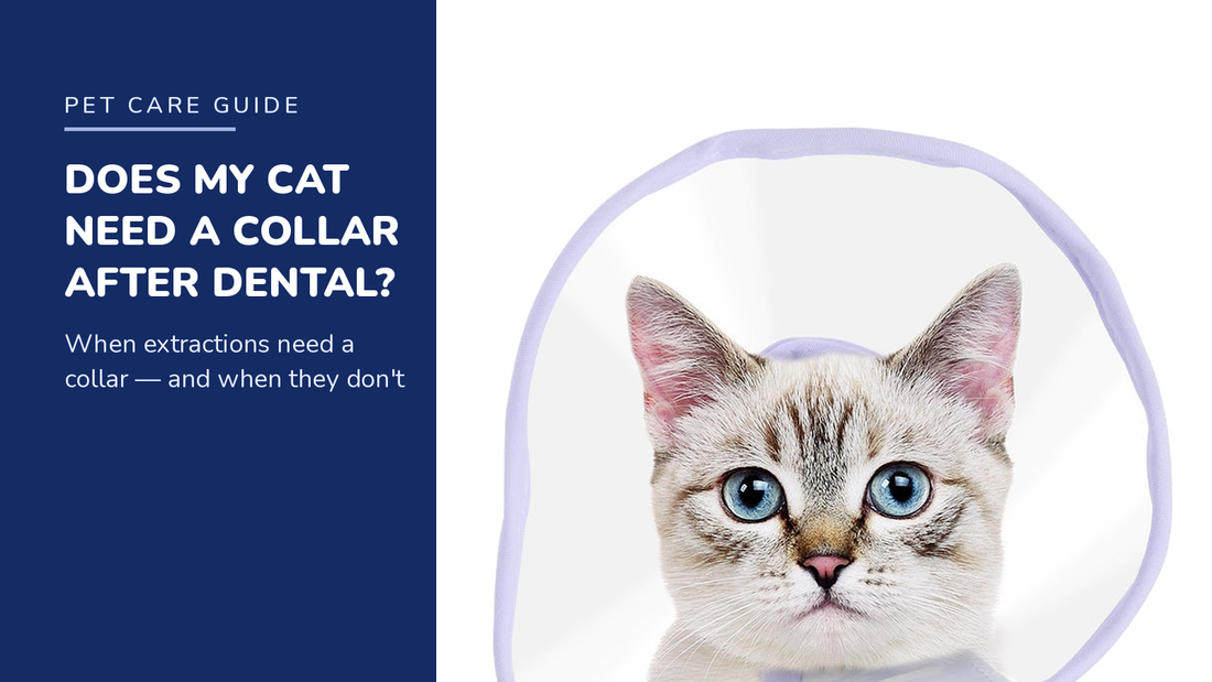BENCMATE blog header — Do Cats Need a Recovery Collar After Dental Surgery — tabby cat with Purple recovery collar