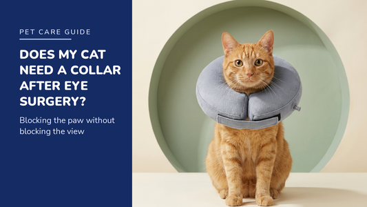 BENCMATE blog header — Cat Recovery Collar After Eye Surgery — ginger tabby with Grey recovery collar