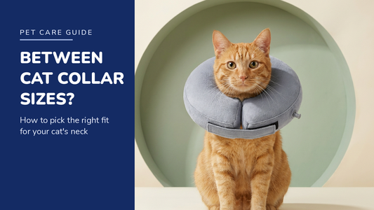 BENCMATE blog header — Cat Between Recovery Collar Sizes — ginger tabby cat with Grey recovery collar