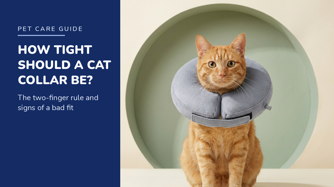 BENCMATE blog header — How Tight Should a Cat's Recovery Collar Be — Ginger tabby cat with Grey recovery collar