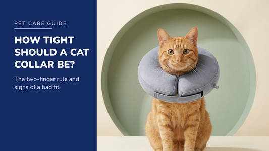 BENCMATE blog header — How Tight Should a Cat's Recovery Collar Be — Ginger tabby cat with Grey recovery collar