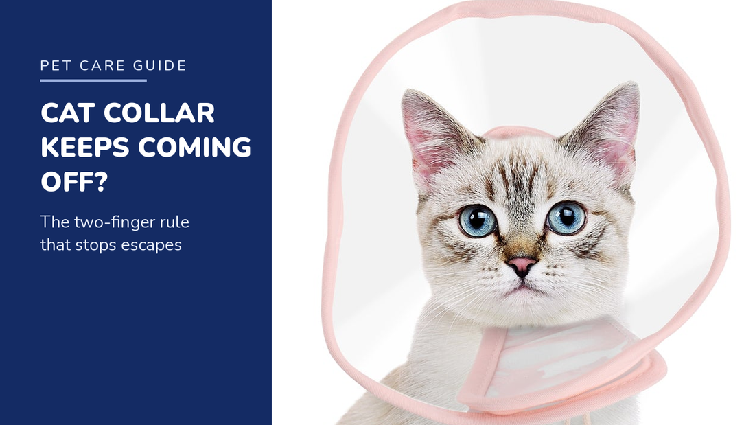 BENCMATE blog header — Cat Recovery Collar Keeps Coming Off — cat with Pink recovery collar
