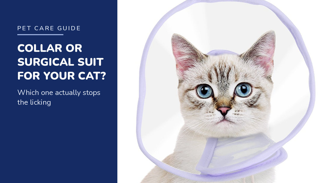 BENCMATE blog header - Cat Recovery Collar vs Surgical Suit - white shorthair cat with Purple recovery collar