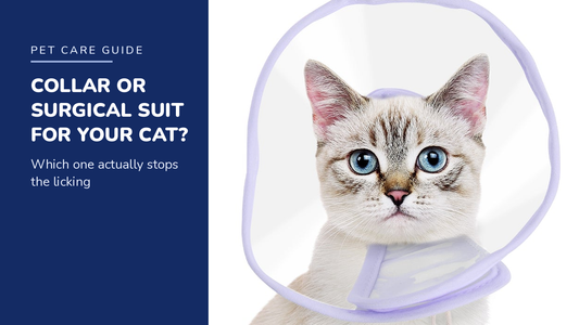 BENCMATE blog header - Cat Recovery Collar vs Surgical Suit - white shorthair cat with Purple recovery collar