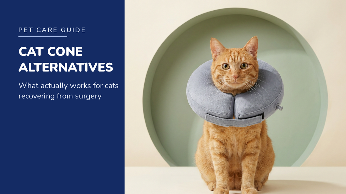 BENCMATE blog header — Cat Cone Alternatives — Orange tabby cat with Grey recovery collar