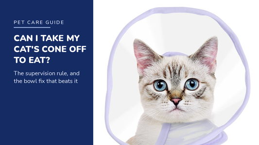 BENCMATE blog header — Can I Take My Cat's Cone Off to Eat — tabby cat with Purple recovery collar