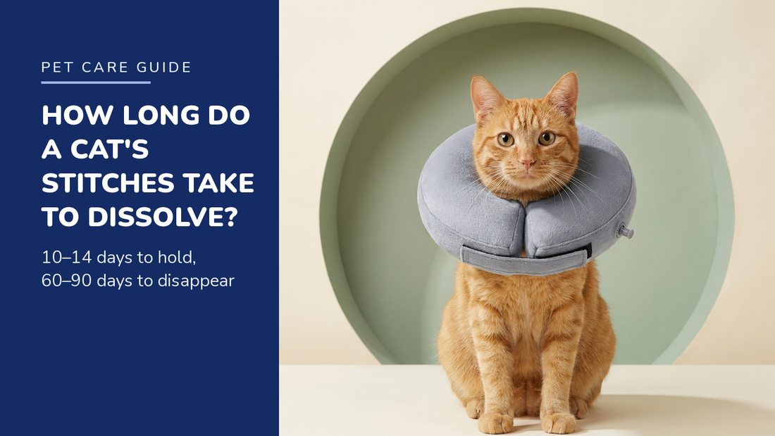BENCMATE blog header — How Long Do a Cat's Dissolvable Stitches Take to Dissolve — ginger tabby with Grey recovery collar