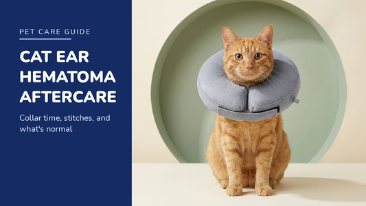 BENCMATE blog header — Cat Ear Hematoma Surgery Aftercare — ginger tabby cat with Grey recovery collar
