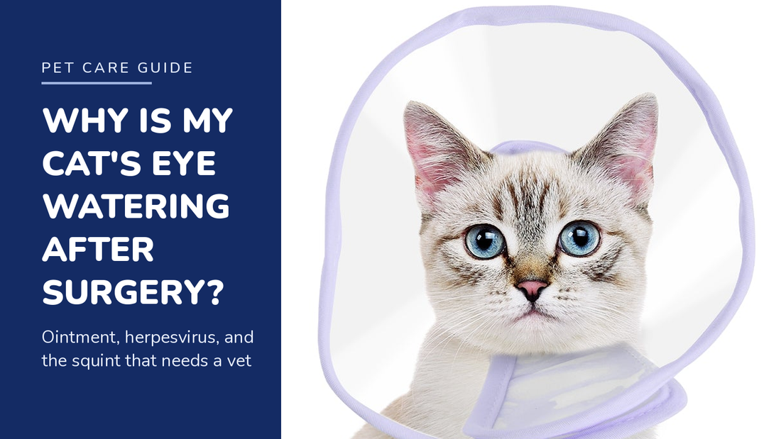 BENCMATE blog header — Why Is My Cat's Eye Watering After Surgery — tabby cat wearing a purple recovery collar