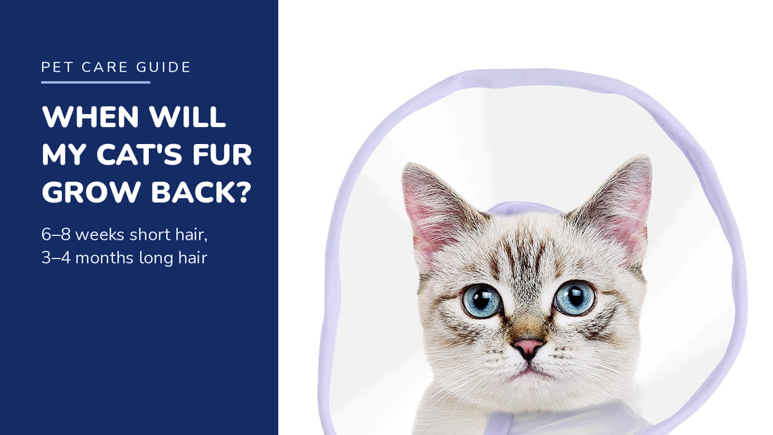 BENCMATE blog header — How Long Does It Take for a Cat's Fur to Grow Back After Surgery — tabby cat with Purple recovery collar