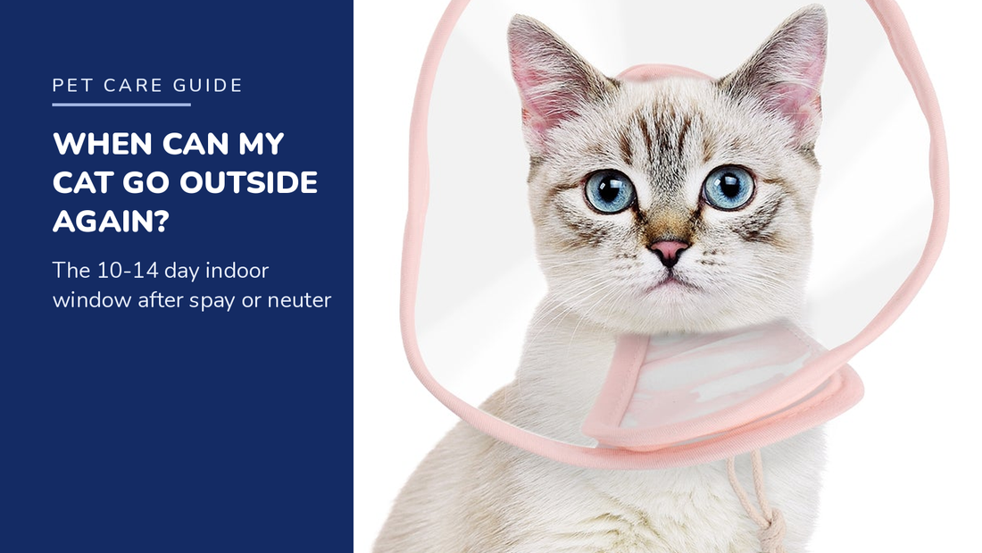 BENCMATE blog header — When Can My Cat Go Outside After Spay or Neuter — white cat with Pink recovery collar