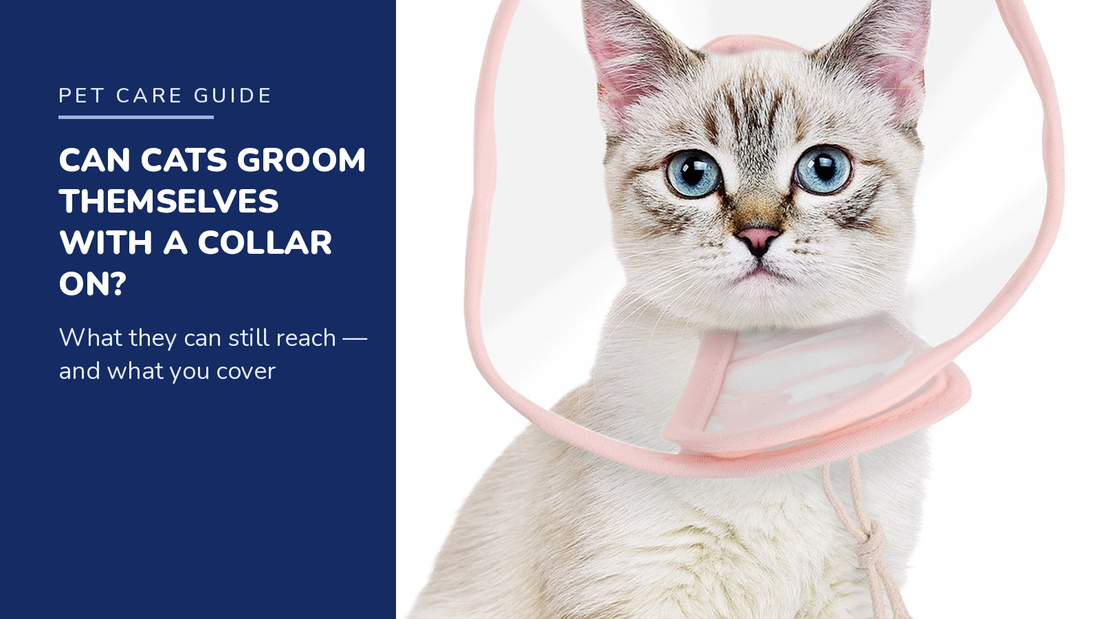 BENCMATE blog header — Can Cats Groom Themselves With a Recovery Collar On — white cat with Pink soft recovery collar