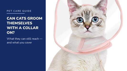 BENCMATE blog header — Can Cats Groom Themselves With a Recovery Collar On — white cat with Pink soft recovery collar