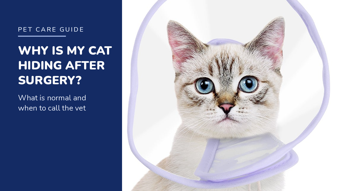BENCMATE blog header — Why Is My Cat Hiding After Surgery — cat with Purple recovery collar