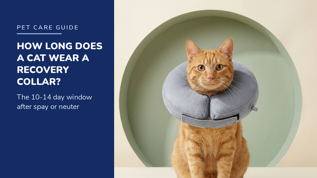 BENCMATE blog header — How Long Should a Cat Wear a Recovery Collar After Spay or Neuter — ginger tabby cat with Grey inflatable recovery collar