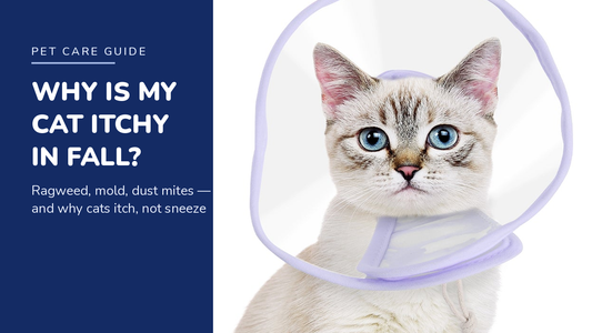 BENCMATE blog header — Why Is My Cat Itchy in Fall — tabby cat wearing a purple recovery collar