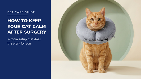 BENCMATE blog header — How to Keep Your Cat Calm After Surgery — ginger tabby with Grey inflatable recovery collar