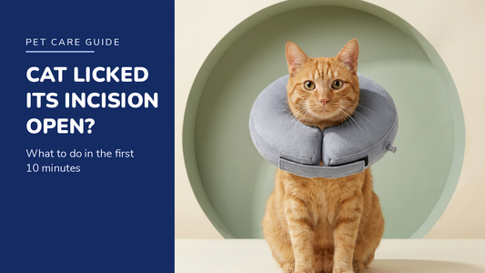 BENCMATE blog header — Cat Licked Its Incision Open — ginger tabby with Grey recovery collar