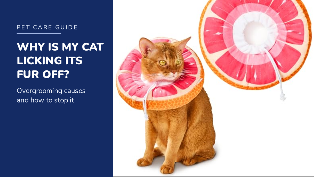 BENCMATE blog header — Why Is My Cat Licking Its Fur Off — orange tabby cat with Grapefruit recovery collar
