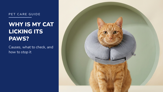 BENCMATE blog header — Why is my cat licking its paws — ginger tabby with Grey recovery collar