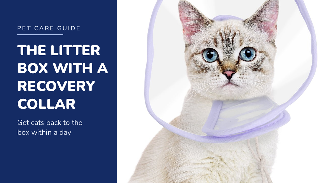 BENCMATE blog header — How to Help Your Cat Use the Litter Box With a Recovery Collar — cat with Purple recovery collar