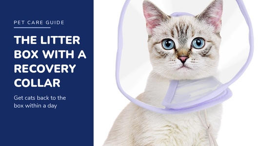 BENCMATE blog header — How to Help Your Cat Use the Litter Box With a Recovery Collar — cat with Purple recovery collar