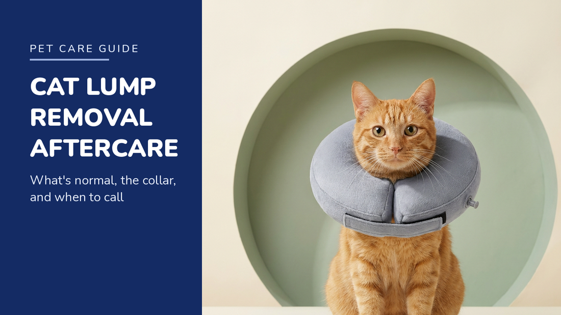 BENCMATE blog header — Cat Lump Removal Aftercare — ginger tabby cat with Grey recovery collar