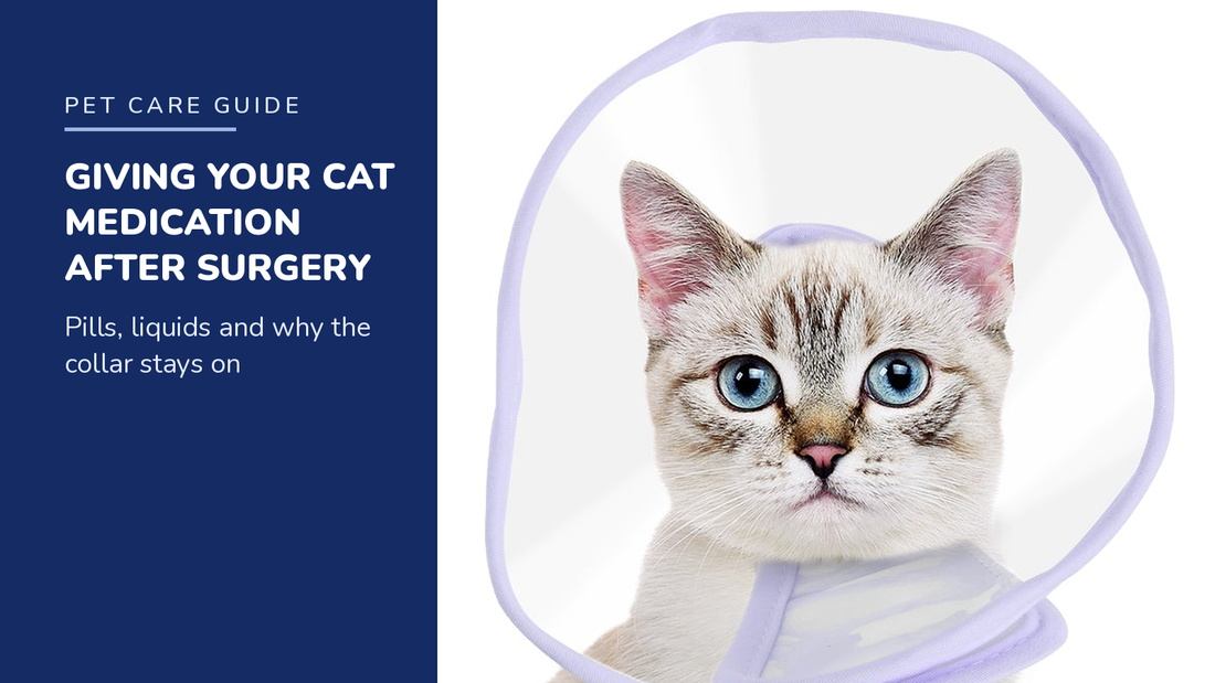 BENCMATE blog header — Giving Your Cat Medication After Surgery — tabby cat with Purple recovery collar