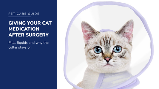 BENCMATE blog header — Giving Your Cat Medication After Surgery — tabby cat with Purple recovery collar