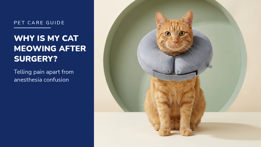 BENCMATE blog header — Why Is My Cat Meowing So Much After Surgery — ginger tabby cat with Grey recovery collar