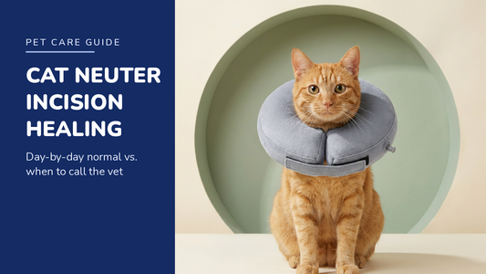 BENCMATE blog header — Cat Neuter Incision Healing — ginger tabby with Grey recovery collar