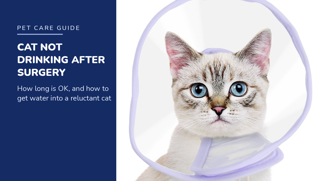 BENCMATE blog header — Cat Not Drinking After Surgery — tabby with Purple recovery collar
